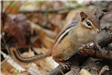 Eastern Chipmunk