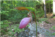 Pink Lady's Slipper at Hamlin