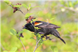 Red-winged Blackbird
