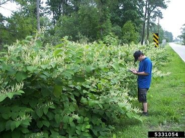 knotweed infestation