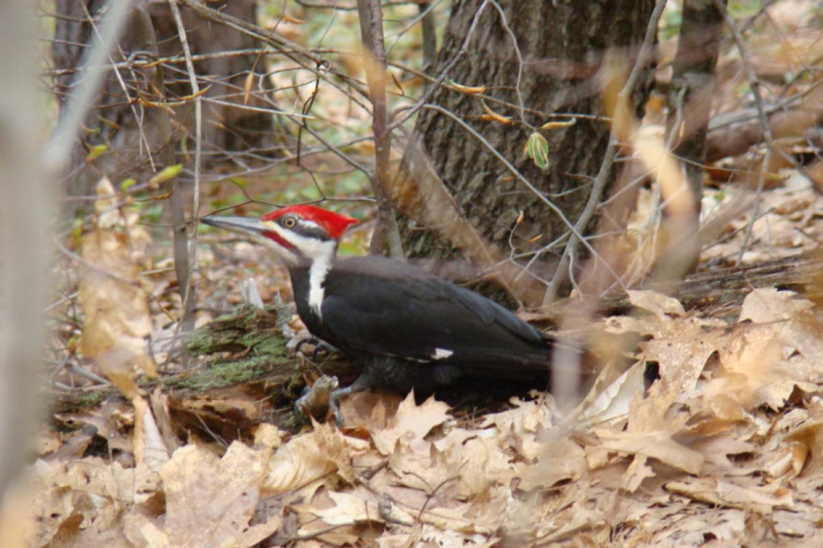 Pileated Woodpecker