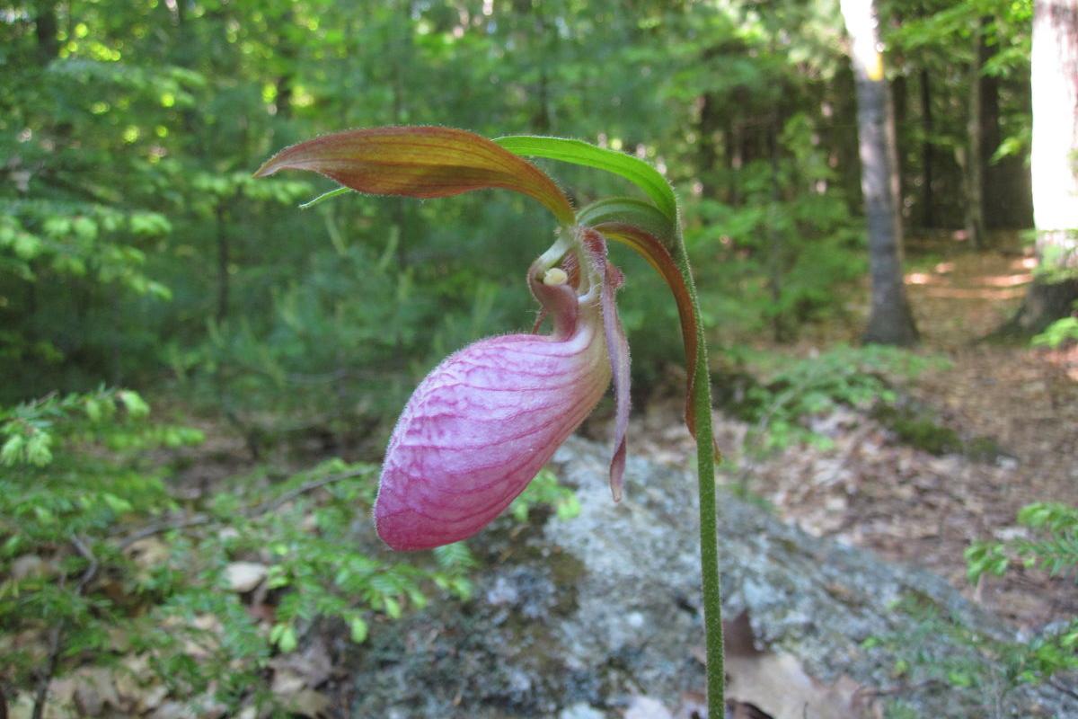 Pink Lady's Slipper at Hamlin
