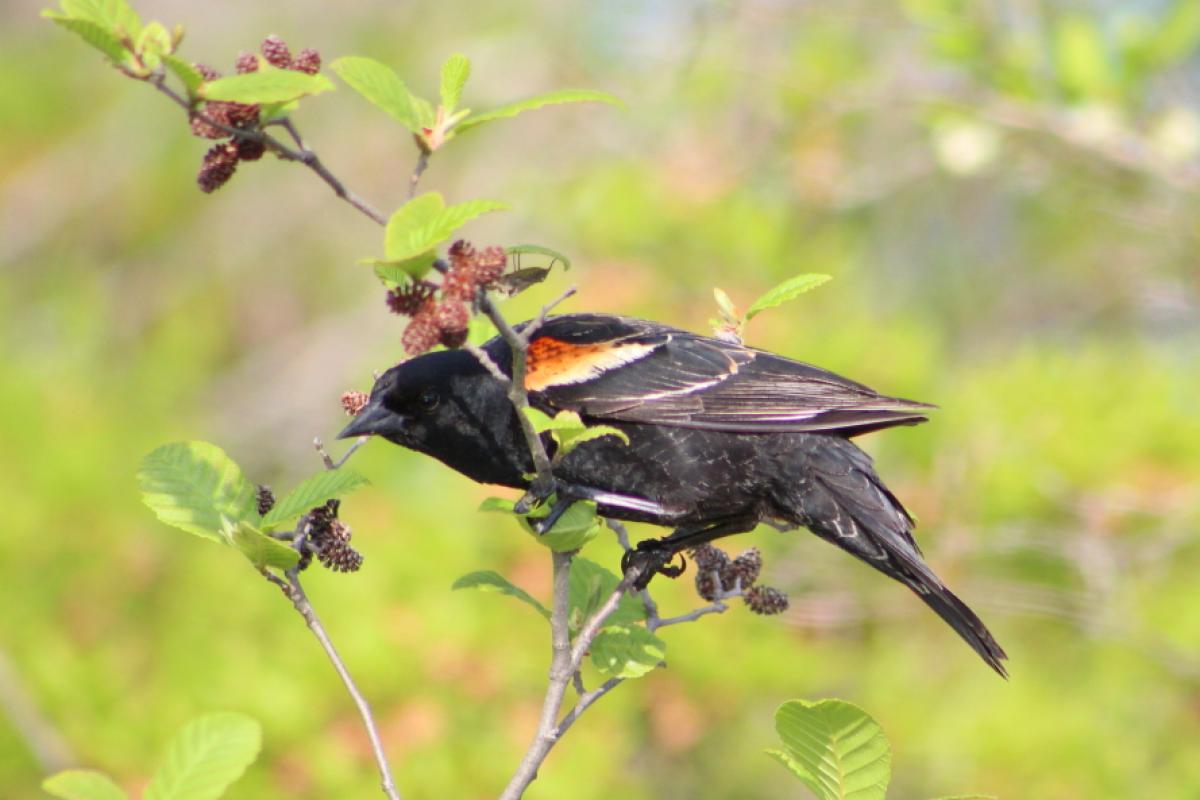 Red-winged Blackbird