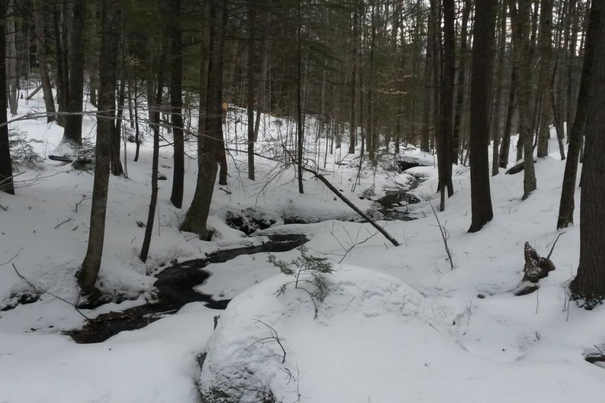 Stream at Community Forest