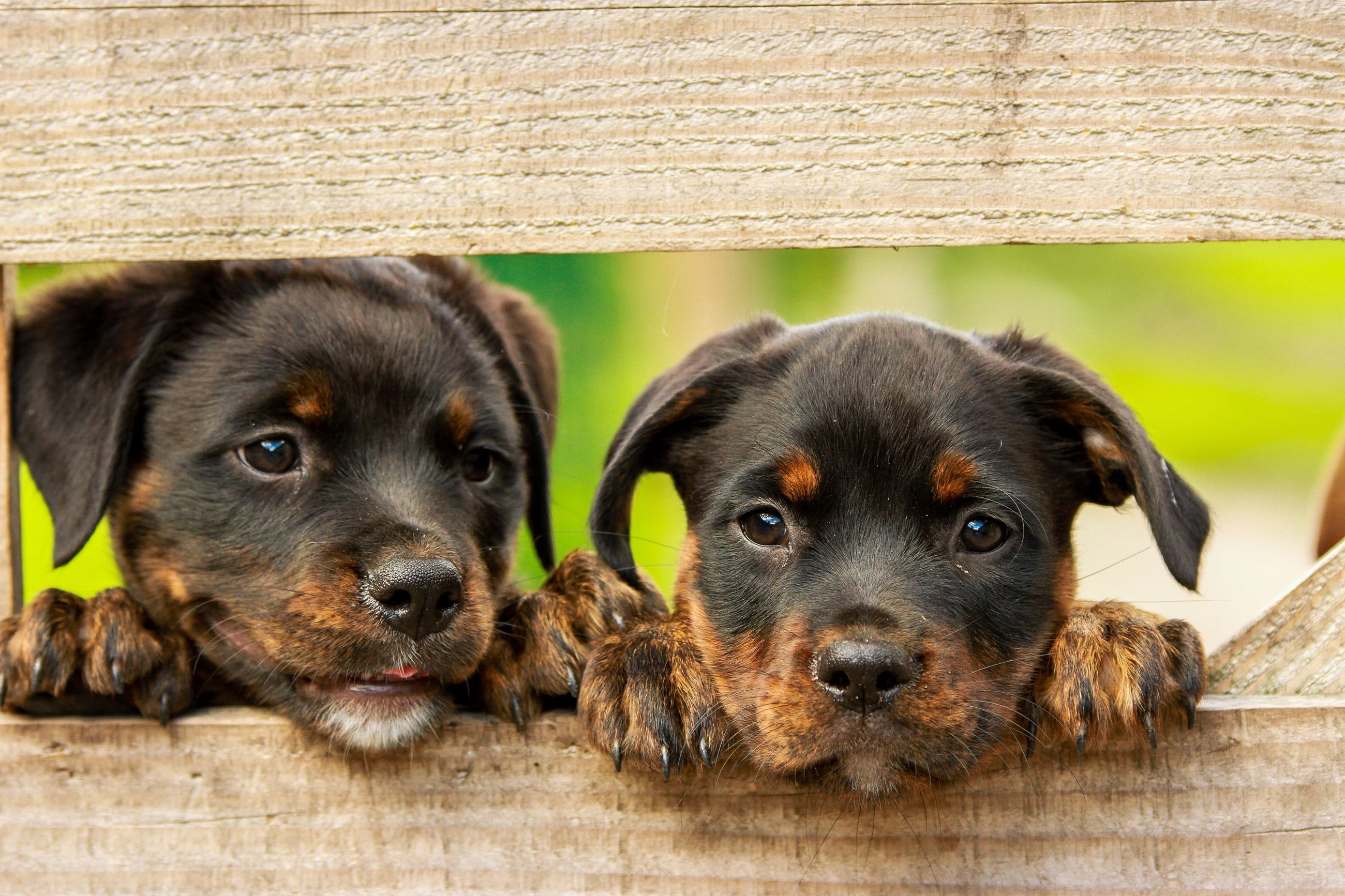 Two black and brown puppies