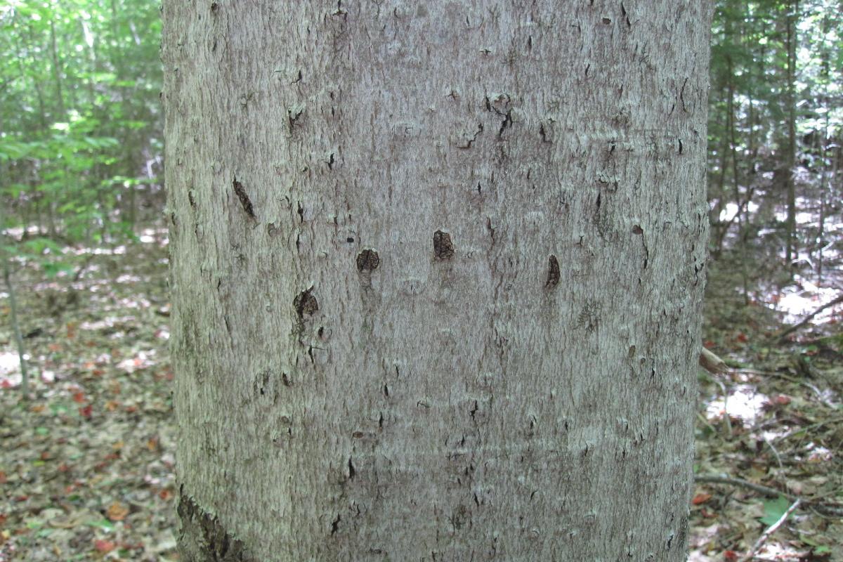 Bear Claw Scars in a Beech Tree at Community Forest