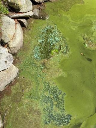 Cyanobacteria bloom dolly island lake Winnipesaukee 