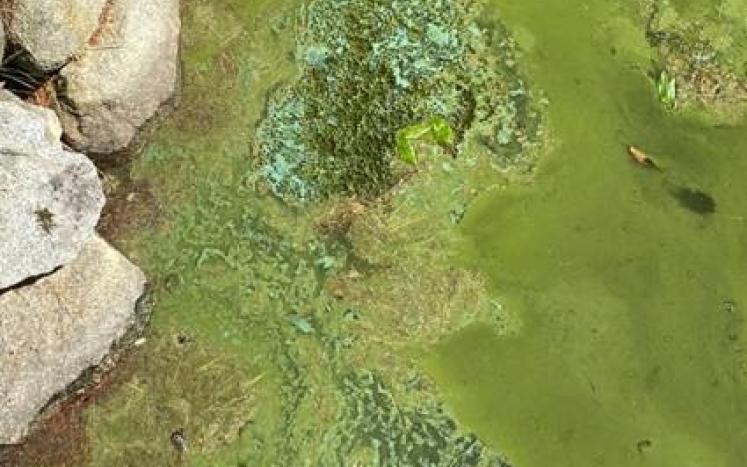 Cyanobacteria bloom at Dolly Island Lake Winnipesaukee June 26, 2022 
